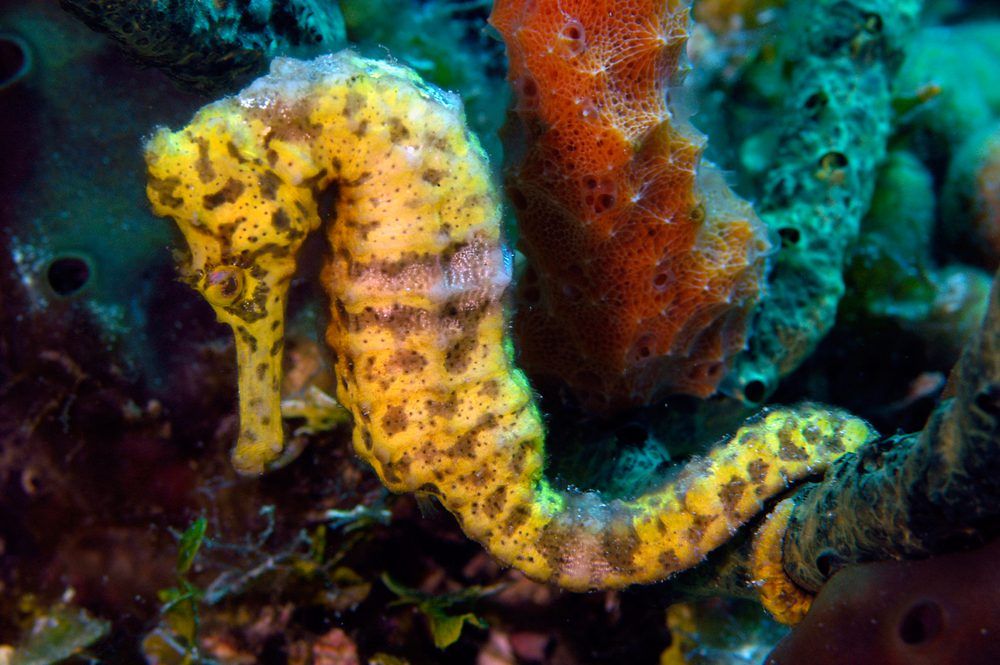 long-snouted-seahorse-3