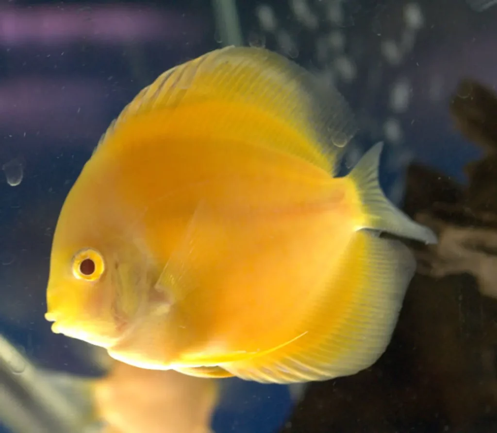 10 most beautiful discus fish 3