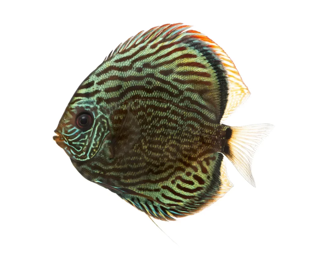 10 most beautiful discus fish 6