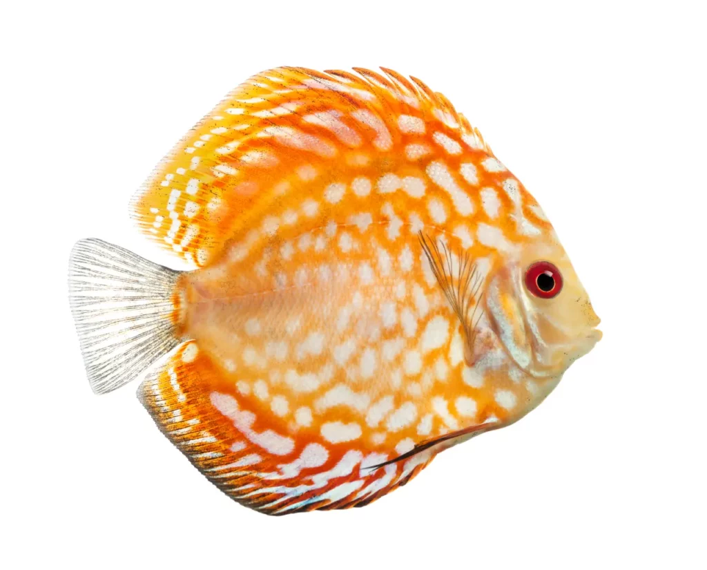 10 most beautiful discus fish 7