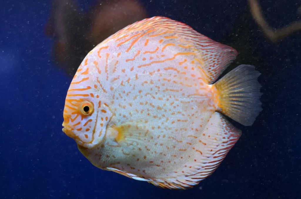 10 most beautiful discus fish 9