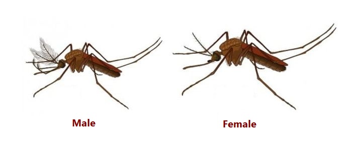 differentiating-male-and-female-mosquitoes-3