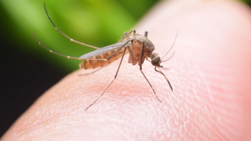 Frequently-asked-questions-about-mosquitoes-2