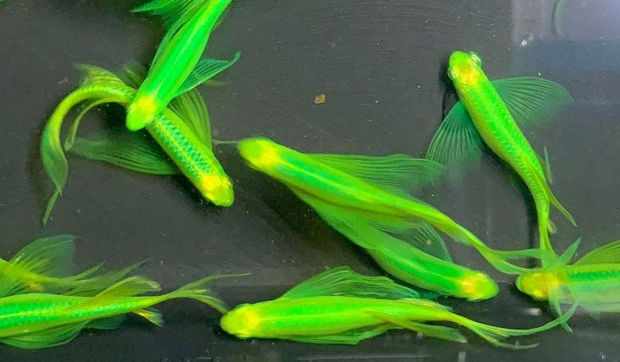 Green-colored-beautiful-fish-species-are-currently-popular-2