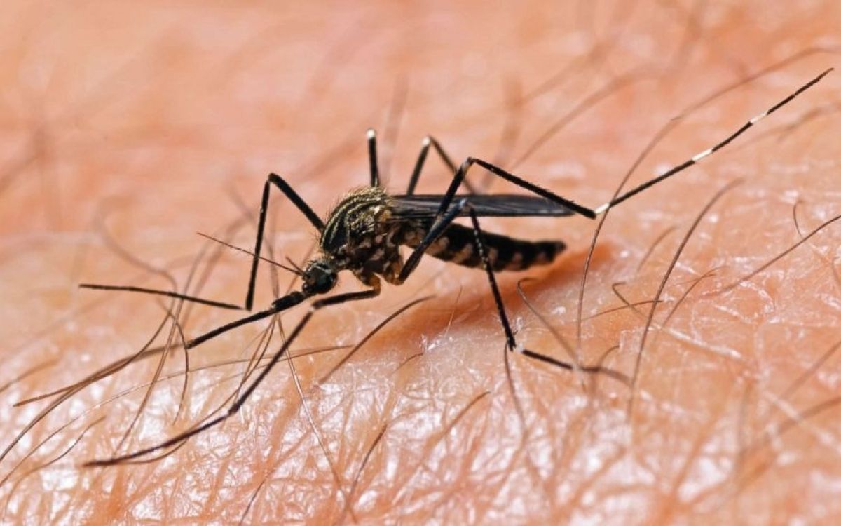learn-about-the-parts-of-a-mosquito-2