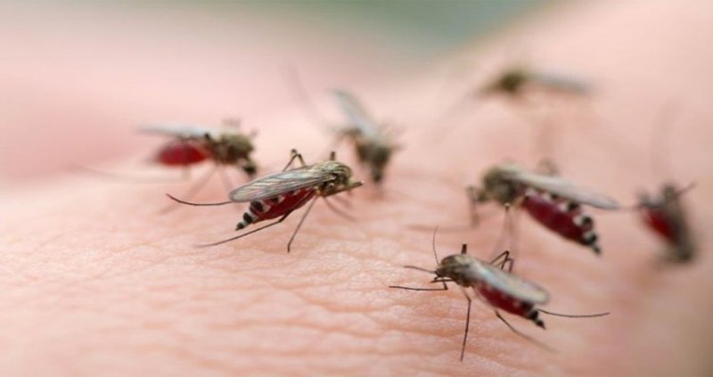 the-danger-of-mosquitoes-that-you-may-not-know-1