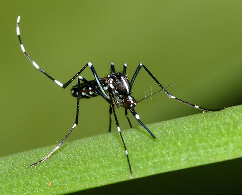 the-images-of-mosquitoes-causing-dengue-fever-17