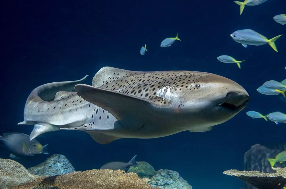top-seven-fastest-shark-species at-risk-of-extinction-4
