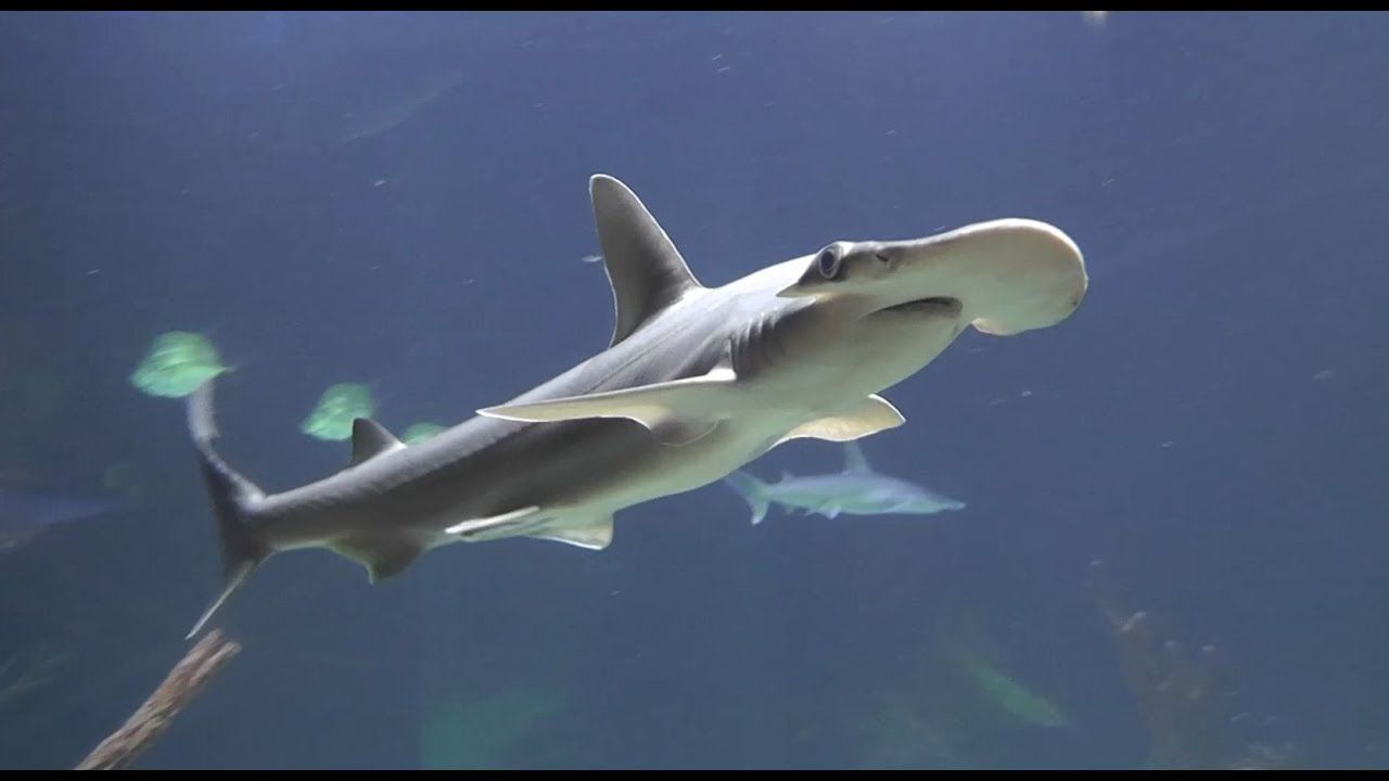 top-seven-fastest-shark-species at-risk-of-extinction-6