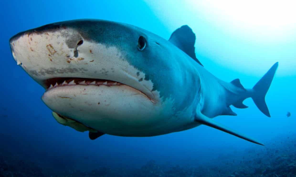 top-seven-fastest-shark-species at-risk-of-extinction-7