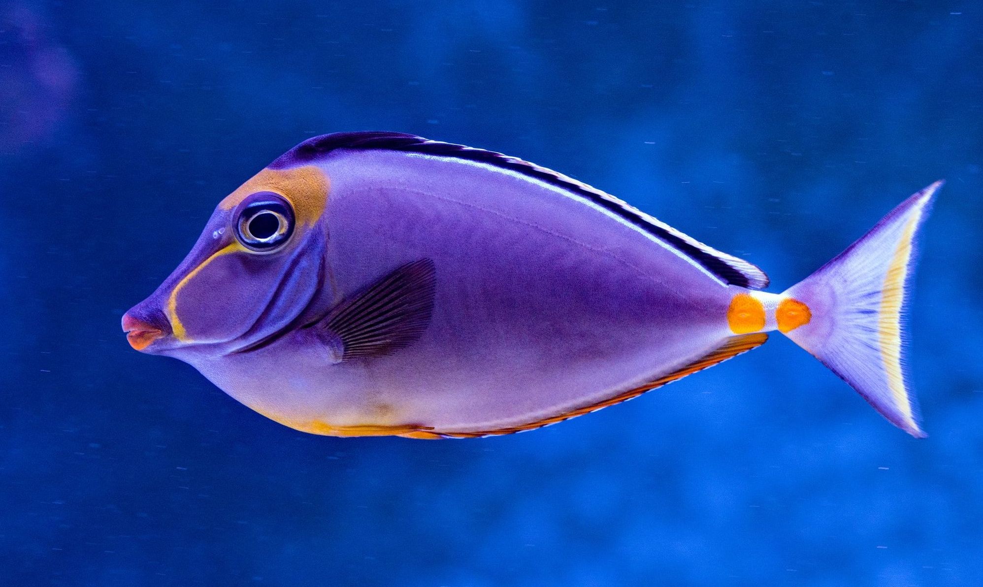types-of-standout-purple-fish-that-you-should-own-10