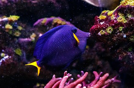 types-of-standout-purple-fish-that-you-should-own-3
