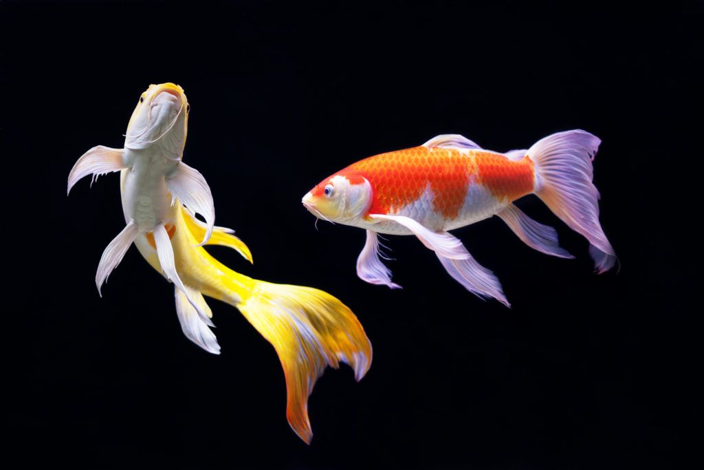 orange-colored-fish-are-beautiful-and-attractive-to-the-eye-10