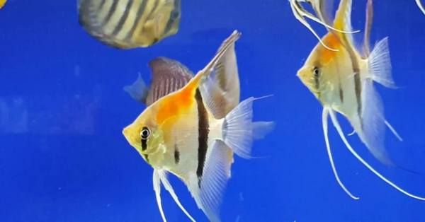 orange-colored-fish-are-beautiful-and-attractive-to-the-eye-11