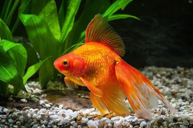 orange-colored-fish-are-beautiful-and-attractive-to-the-eye-2