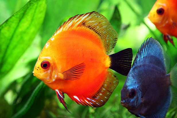 orange-colored-fish-are-beautiful-and-attractive-to-the-eye-6