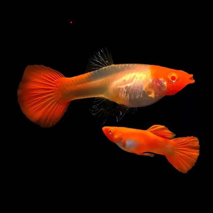 orange-colored-fish-are-beautiful-and-attractive-to-the-eye-7