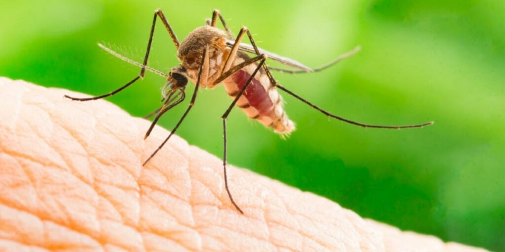 Warning about the harmful effects of tiger mosquitoes 1