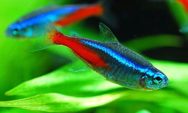 blue-colored fish species-2
