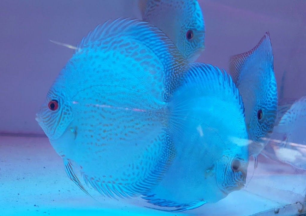 blue-colored fish species-3