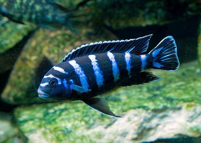 blue-colored fish species-5