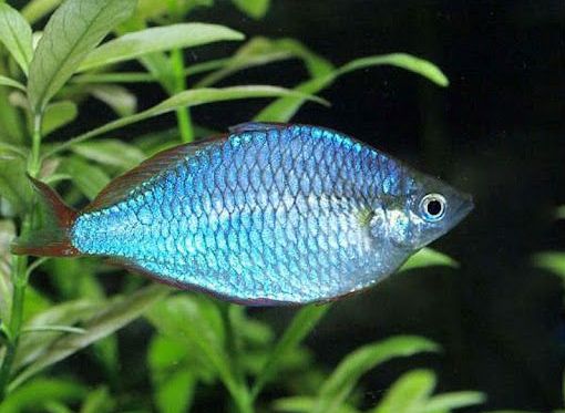 blue-colored fish species-7