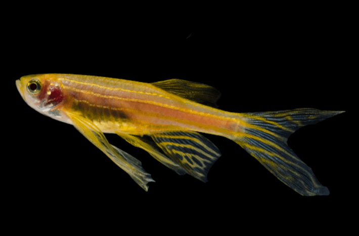 yellow-colored-fish-5