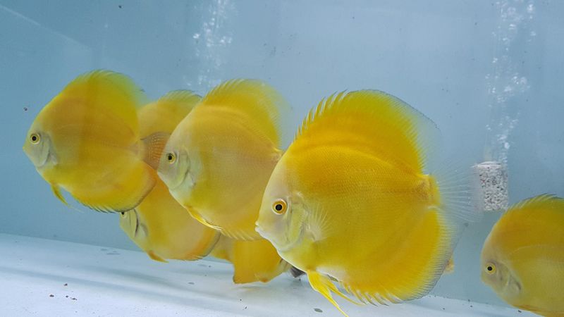 yellow-colored-fish-9