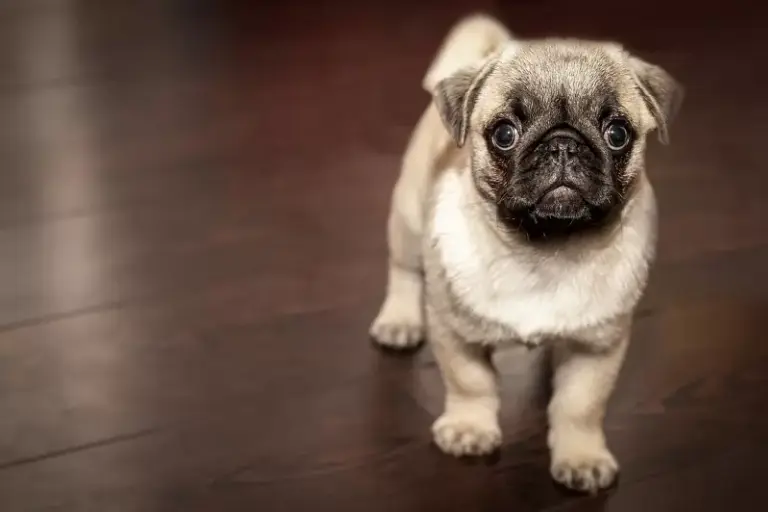 The World’s Smartest Animals 5