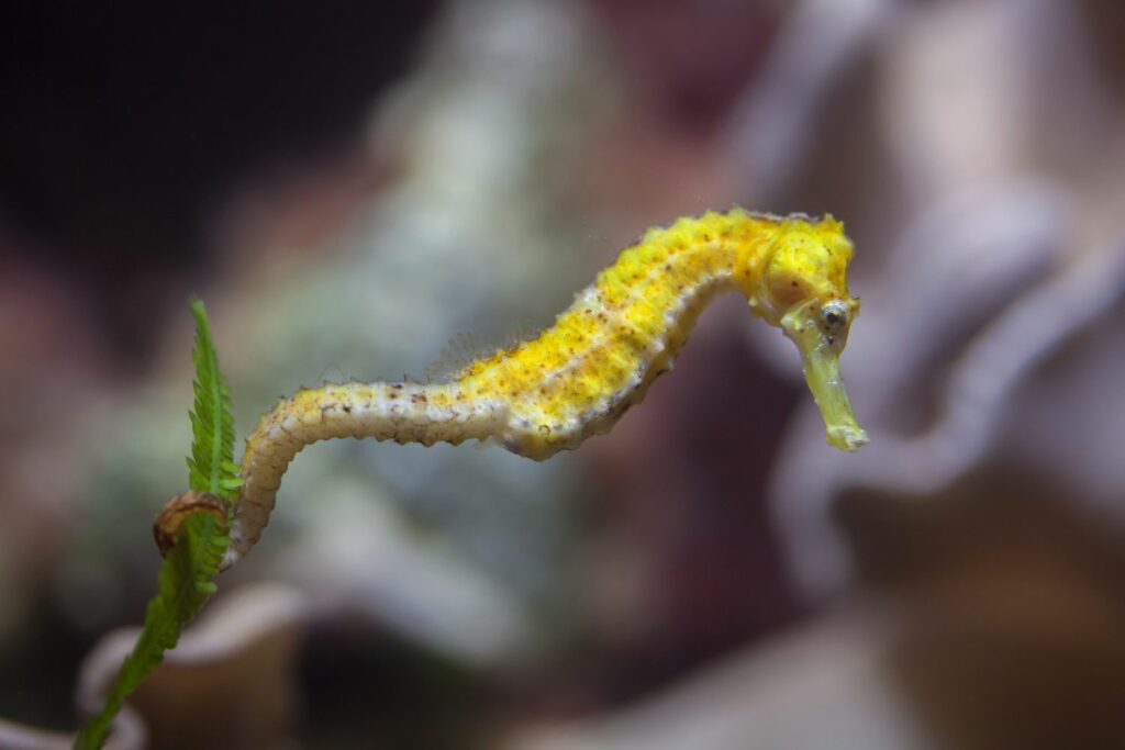 long-snouted-seahorse-1