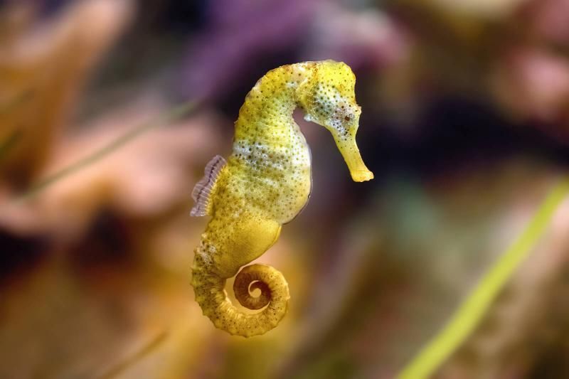 Long-snouted seahorse 10