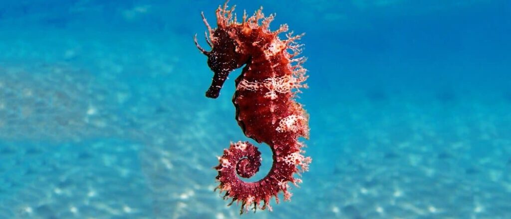 long-snouted-seahorse-2