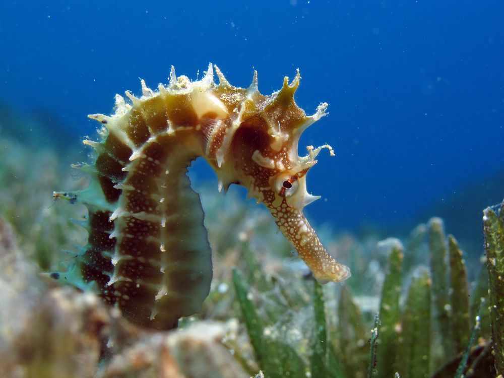 long-snouted-seahorse-4