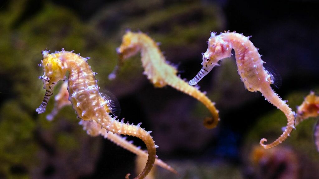 long-snouted-seahorse-5