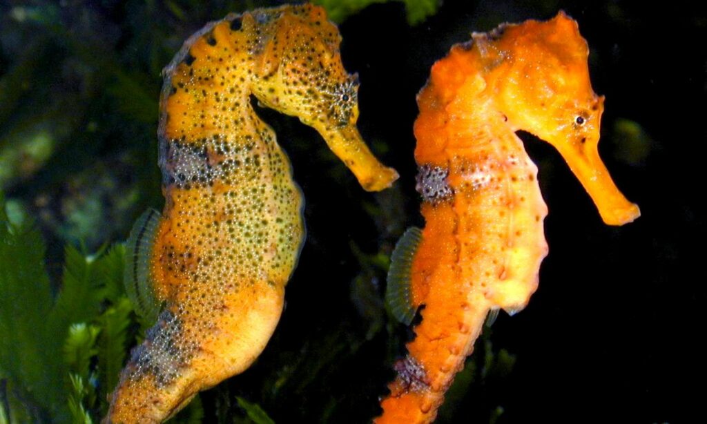 long-snouted-seahorse-6