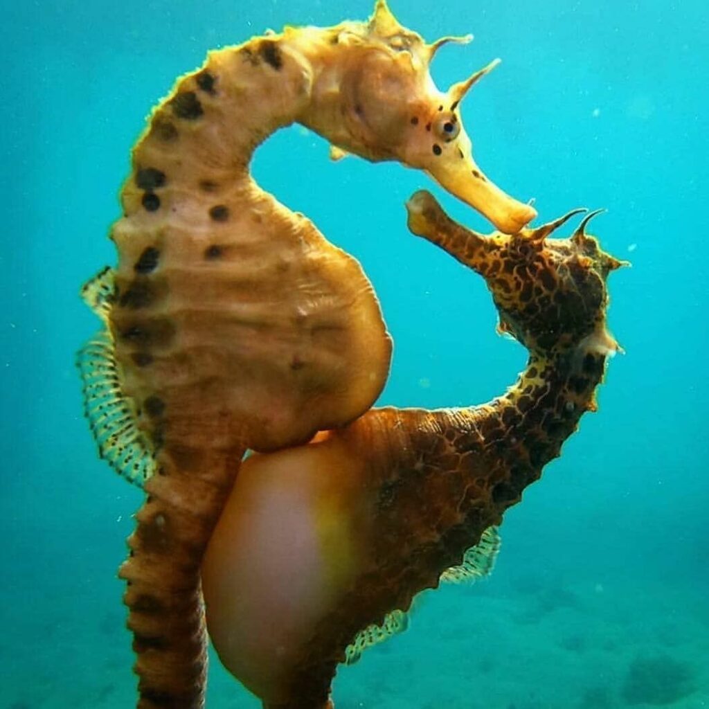 long-snouted-seahorse-7