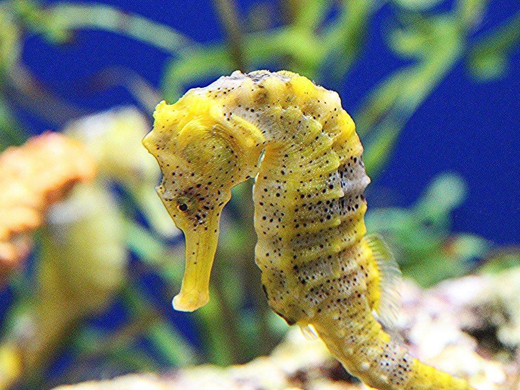 long-snouted-seahorse-9