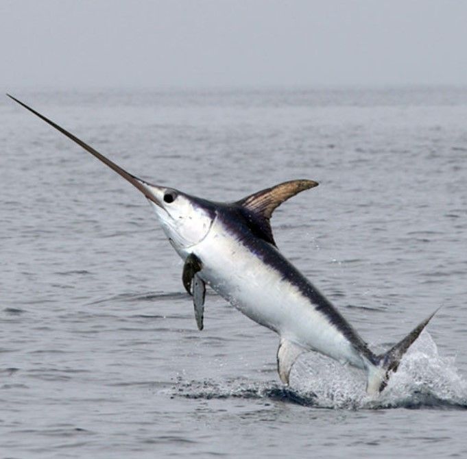 swordfish-1