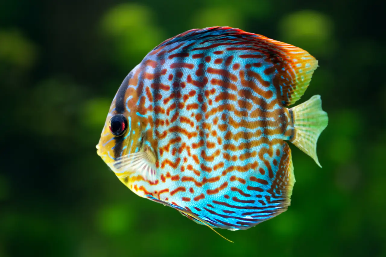 10 most beautiful discus fish 1