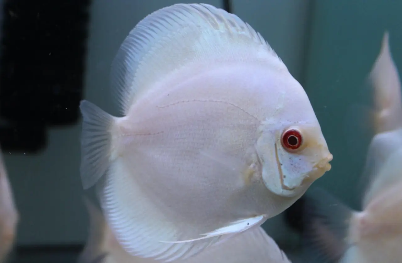 10 most beautiful discus fish 10