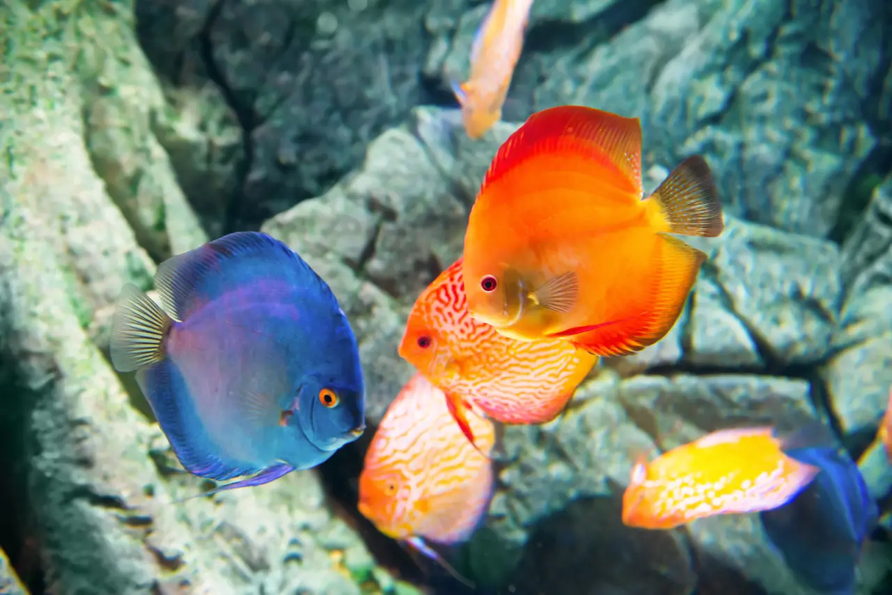 10 most beautiful discus fish 11