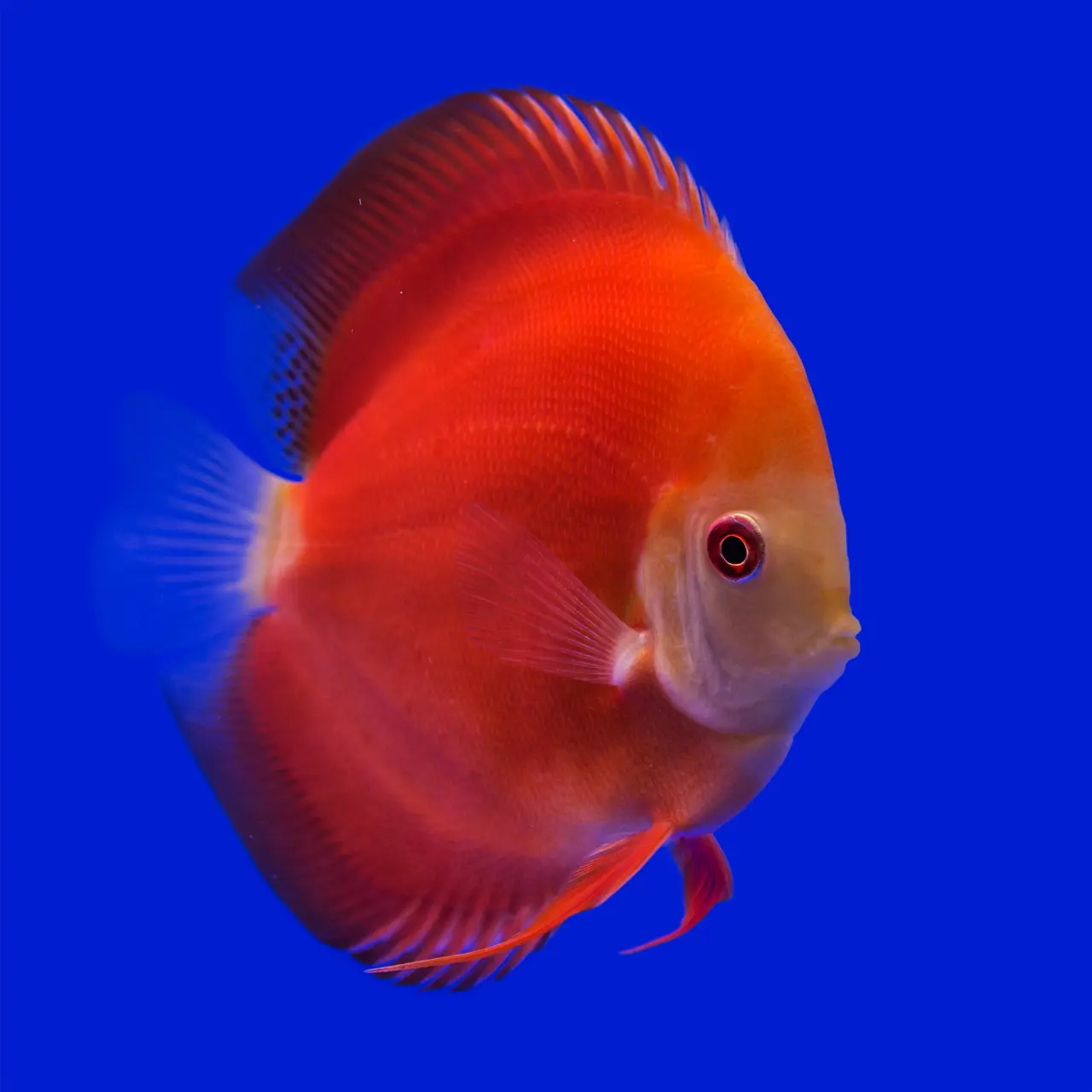 10 most beautiful discus fish 2