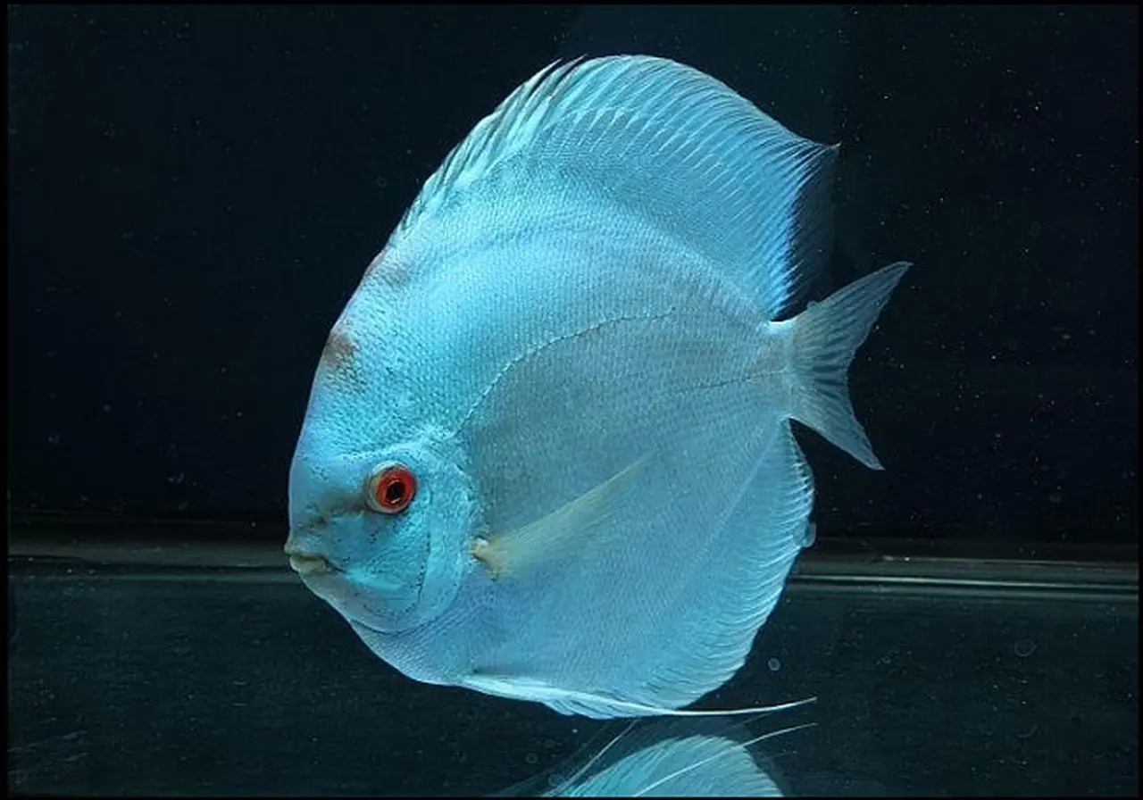 10 most beautiful discus fish 5