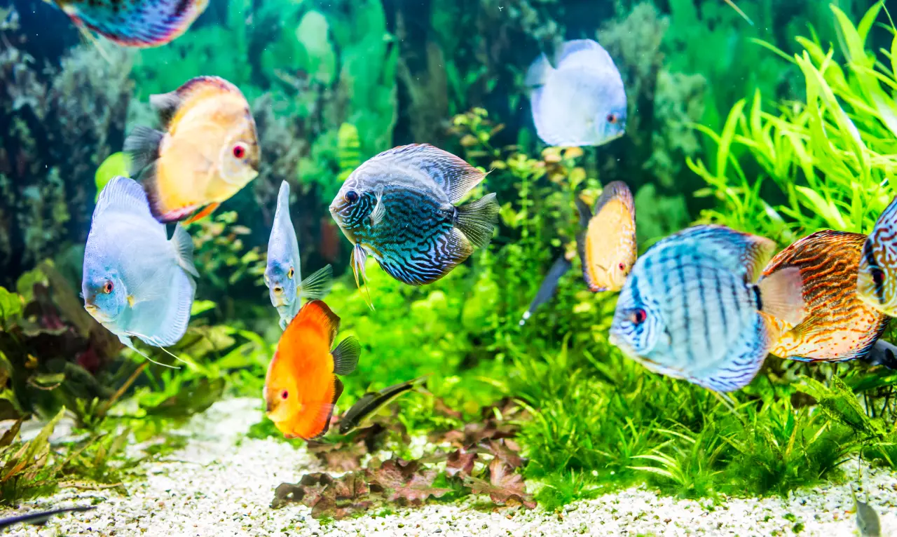 10 most beautiful discus fish
