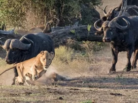 A Heroic Wild Buffalo Attacks A Lion To Save A Baby Elephant 14
