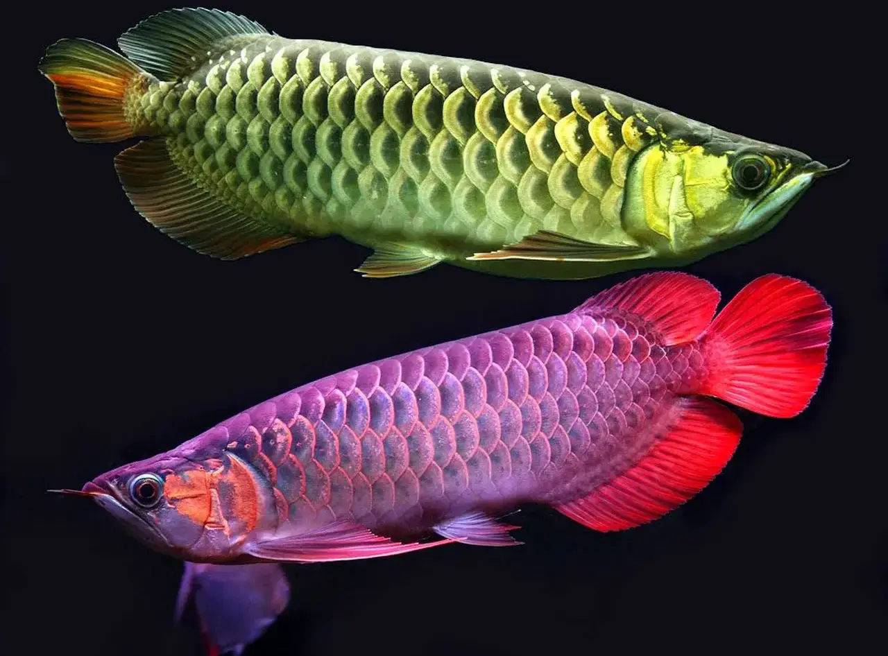 Asian-arowana-the-most-popular-ornamental-fish-species-in-the-world-10