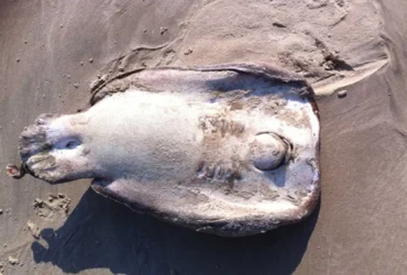 Astonishing Creature Lying Still On The Sea 9