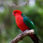 Australian King Parrot 13