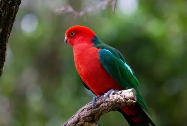 Australian King Parrot 13