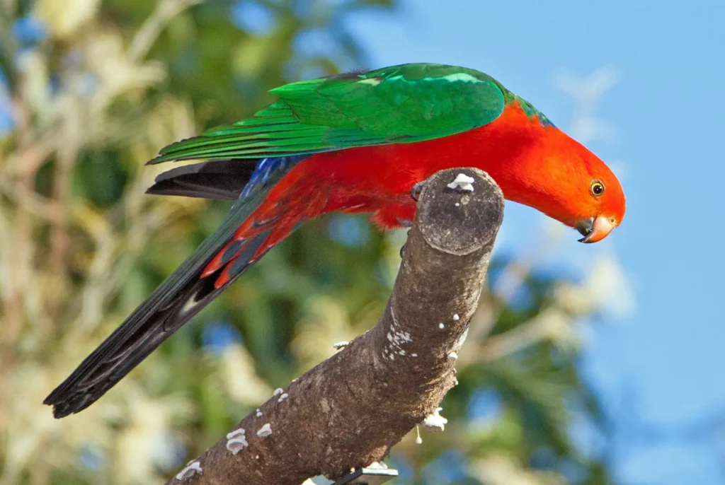 Australian King Parrot 4